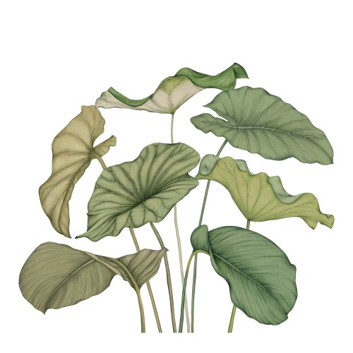 Mural ALOCASIA INTISSE Casadeco WDWT202227842NW 1